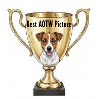 best aotw picture award 